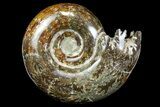 Polished Ammonite (Gaudryceras) Fossil - Madagascar #166282-1